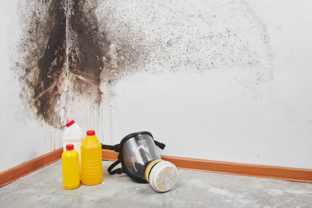 Crawl Space Mold Removal in West Valley City, UT