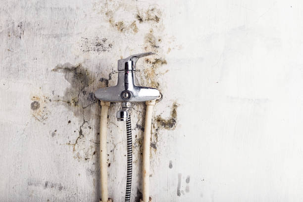 Best Fast Mold Removal  in West Valley City, UT
