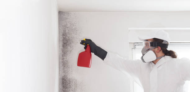 Best Certified Mold Removal  in West Valley City, UT