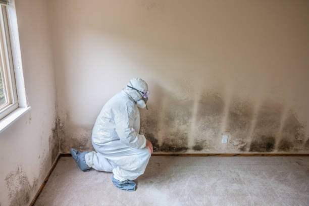 Trusted West Valley City, UT Mold Removal Experts
